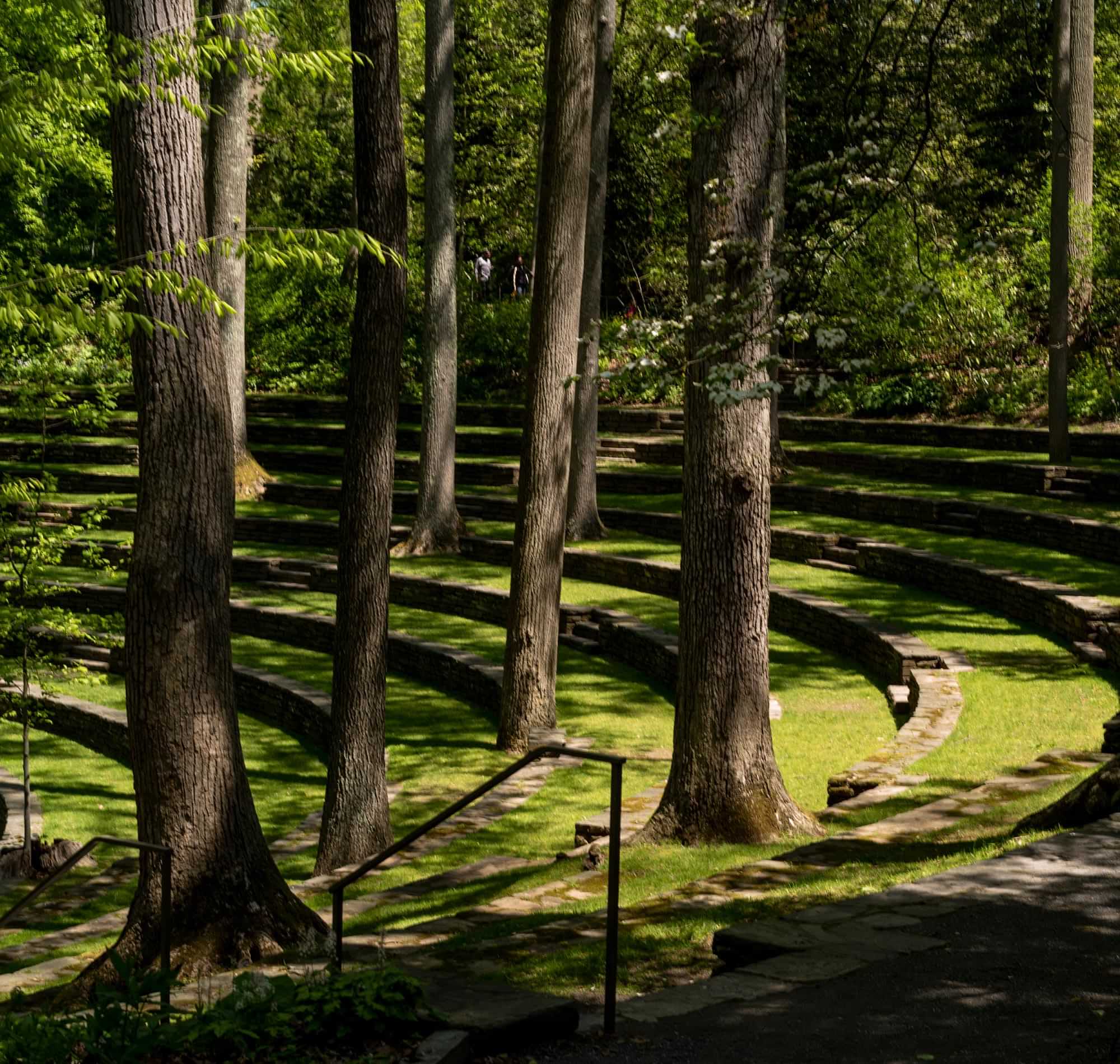 a grassy arboretum amphitheater