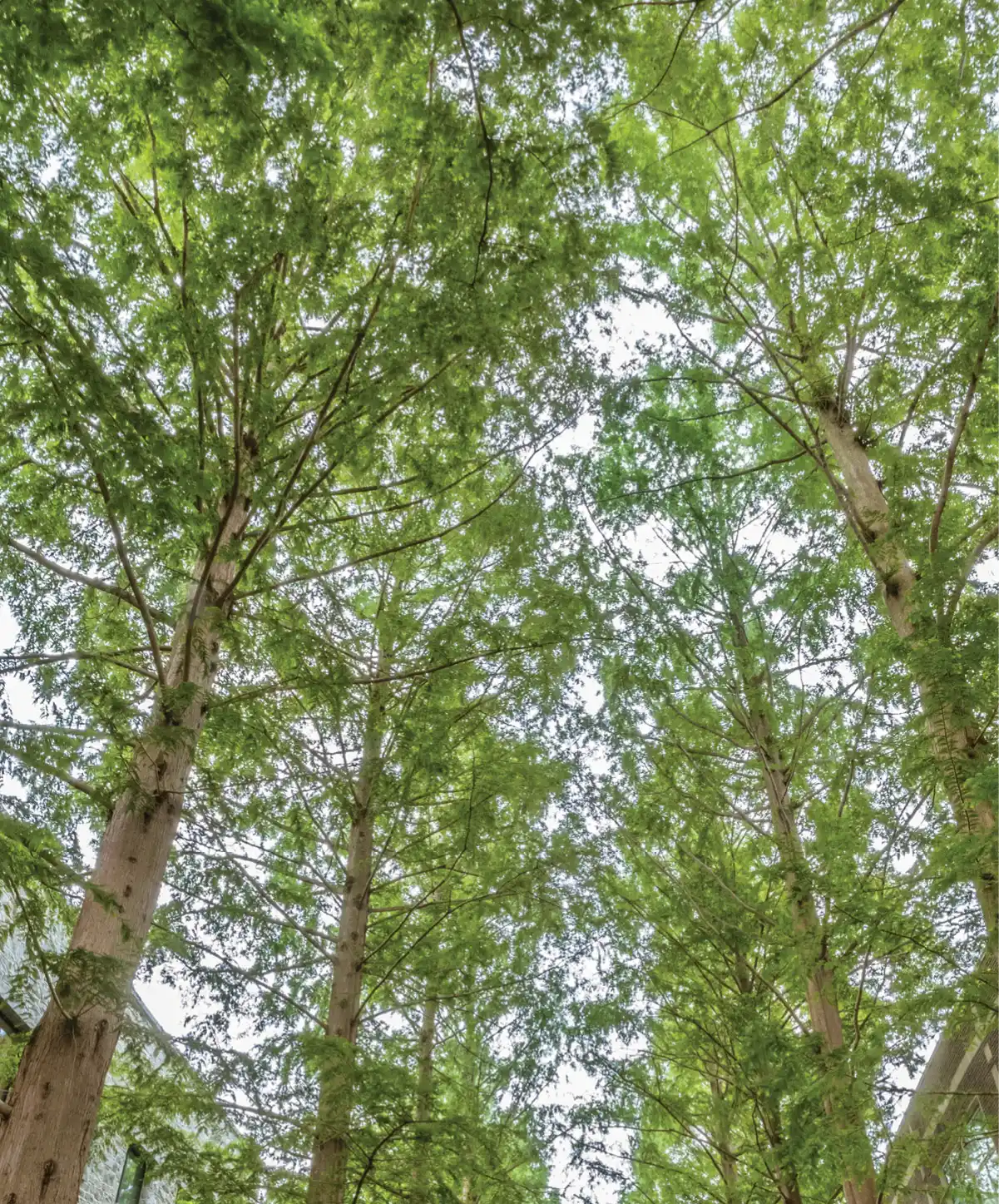 Upwards view of tall green trees and leaves