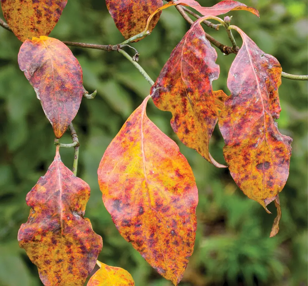 Close up of orange, red and brown leaves