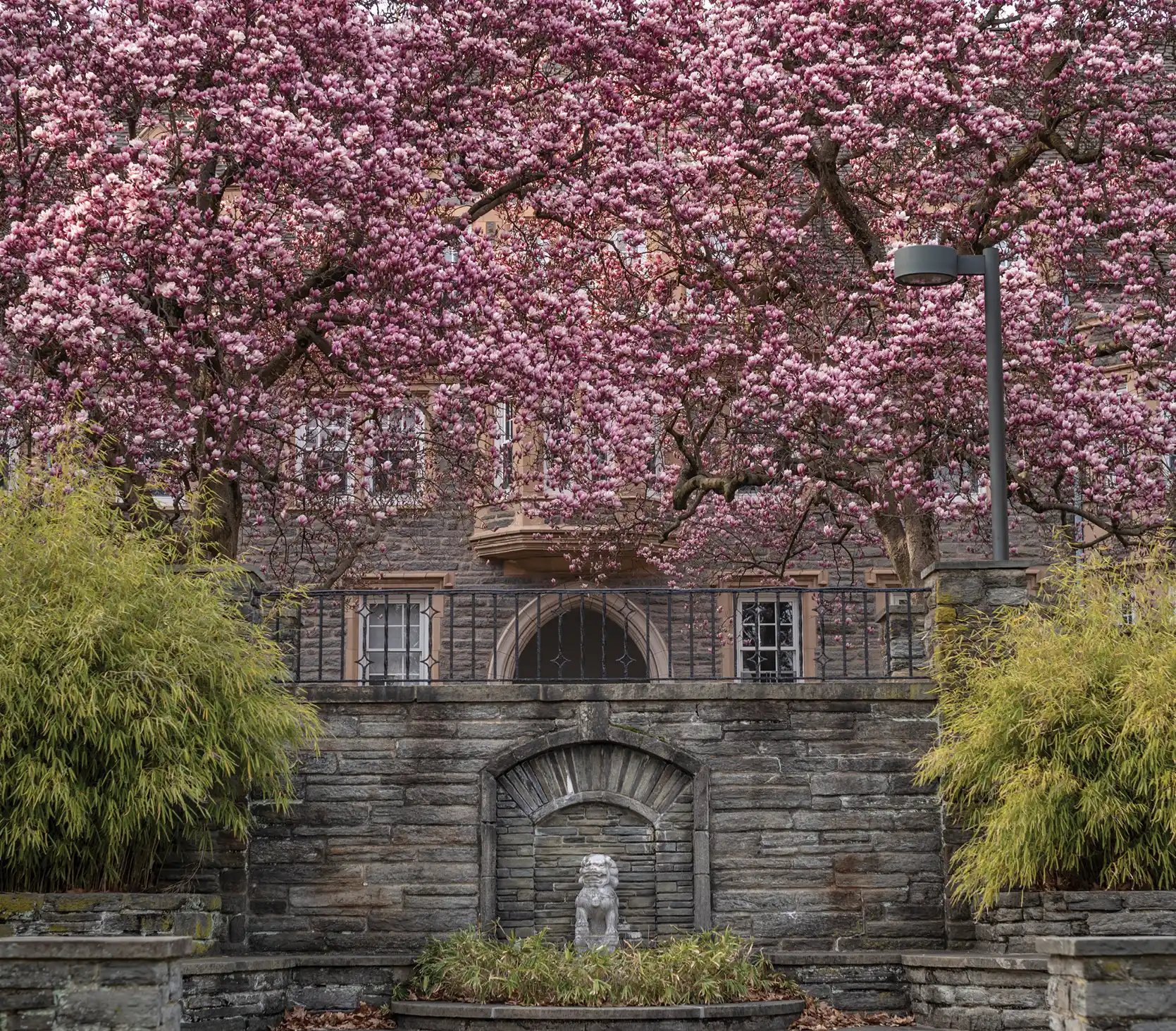 Pink flowers blooming in front of Swarthmore building