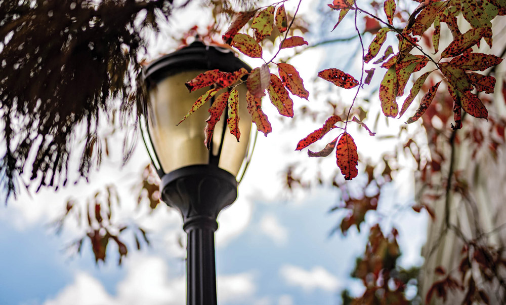 close up of lamppost and leaves on a tree
