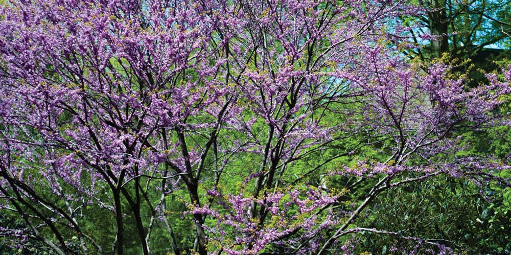 purple flower blossoming on a tree