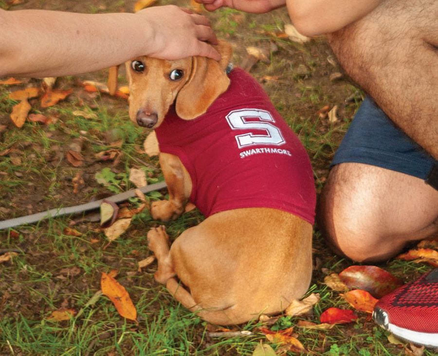 small dog wearing a red Swarthmore shirt