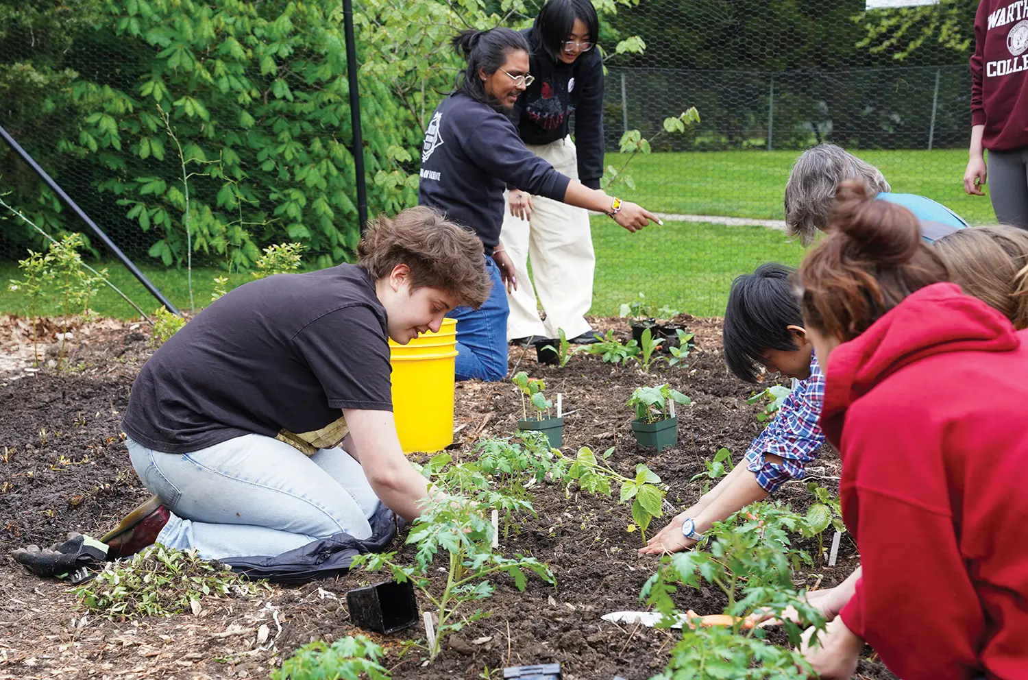 Group of Swarthmore College students planting plants in a garden