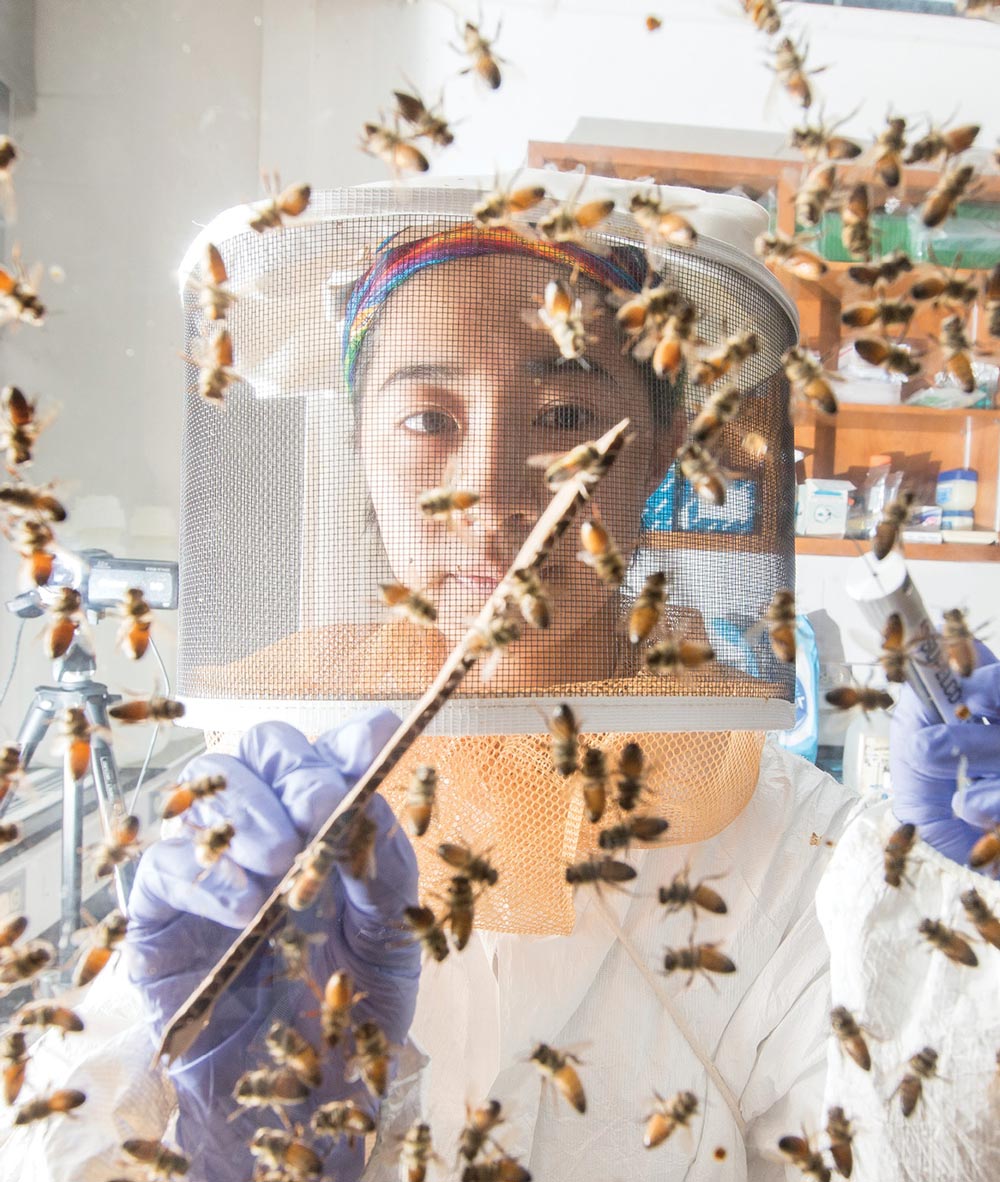 student working with bees while wearing protective gear