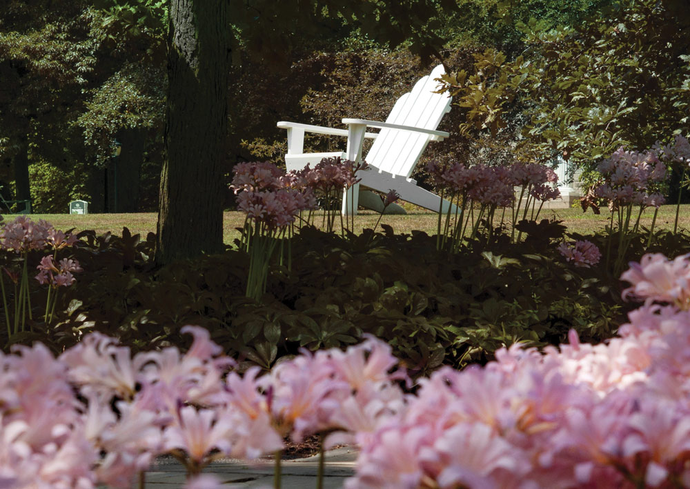 white wooden lawn chair outdoors near pink flowers