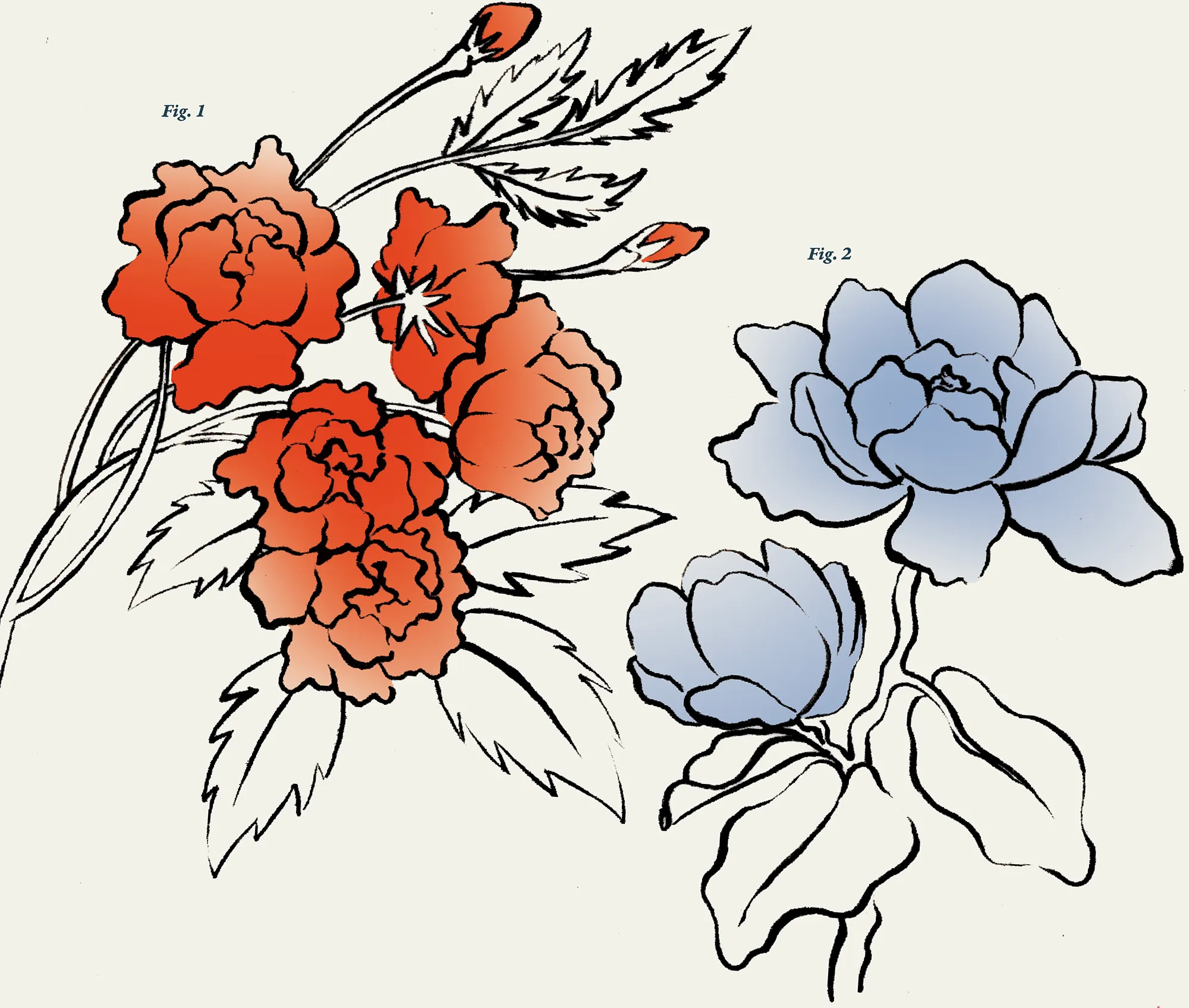 Fig. 1: a digital illustration of Lady Banks’ Roses, and Fig 2: a digital illustration of Sweetbay Magnolias