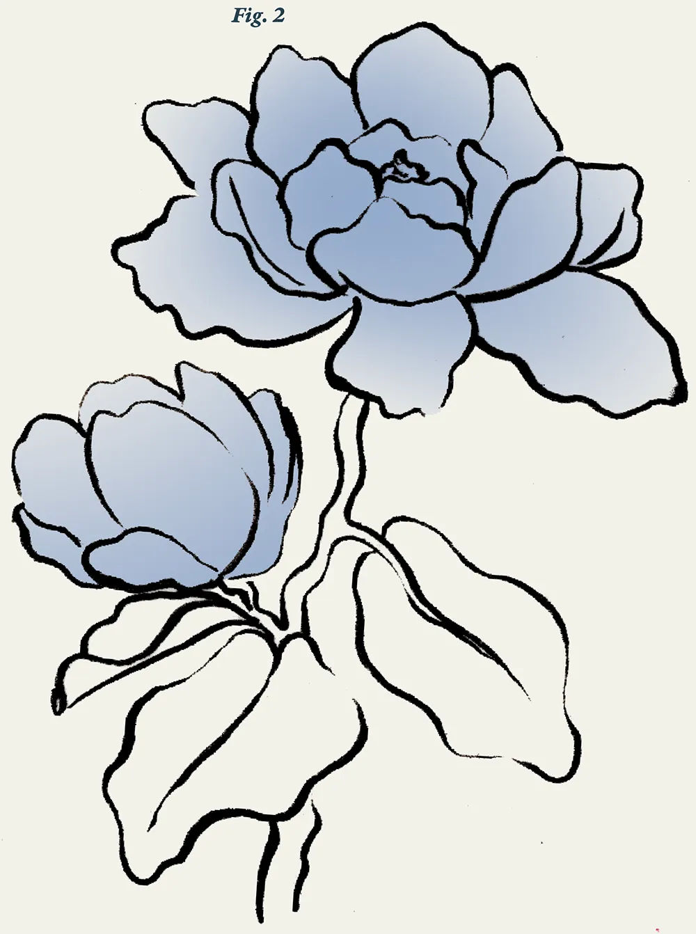 Fig 2: a digital illustration of Sweetbay Magnolias