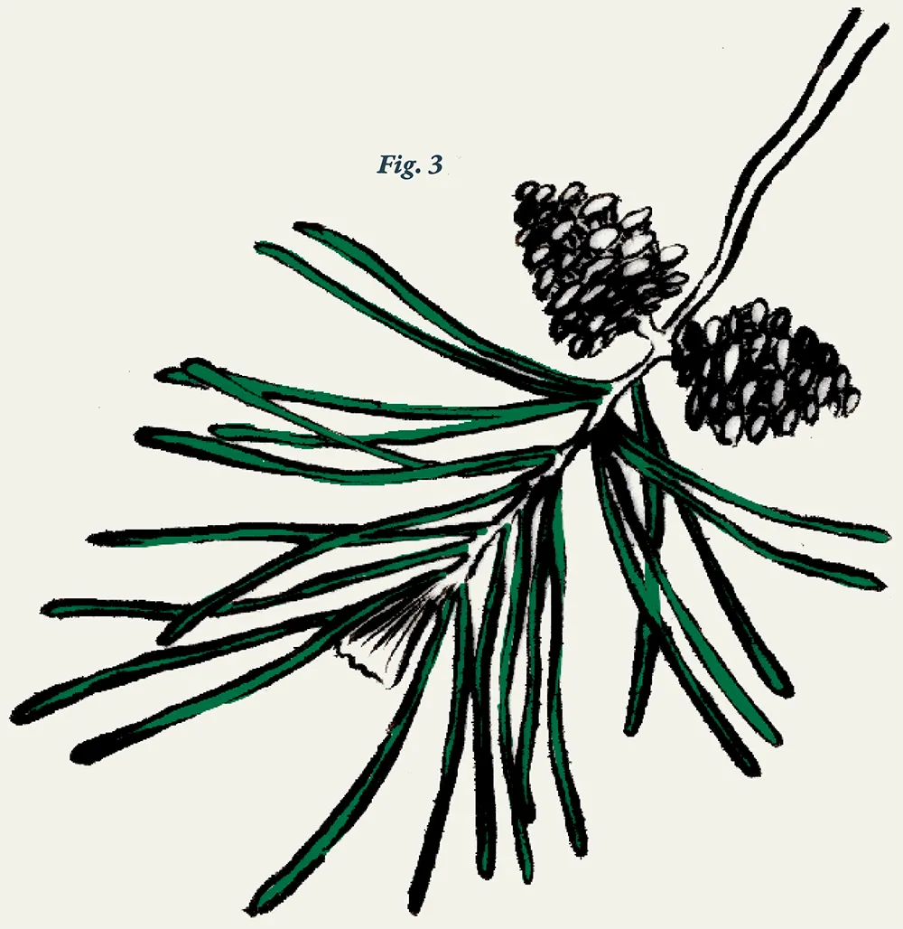 Fig. 3: a digital illustration of Red Pine