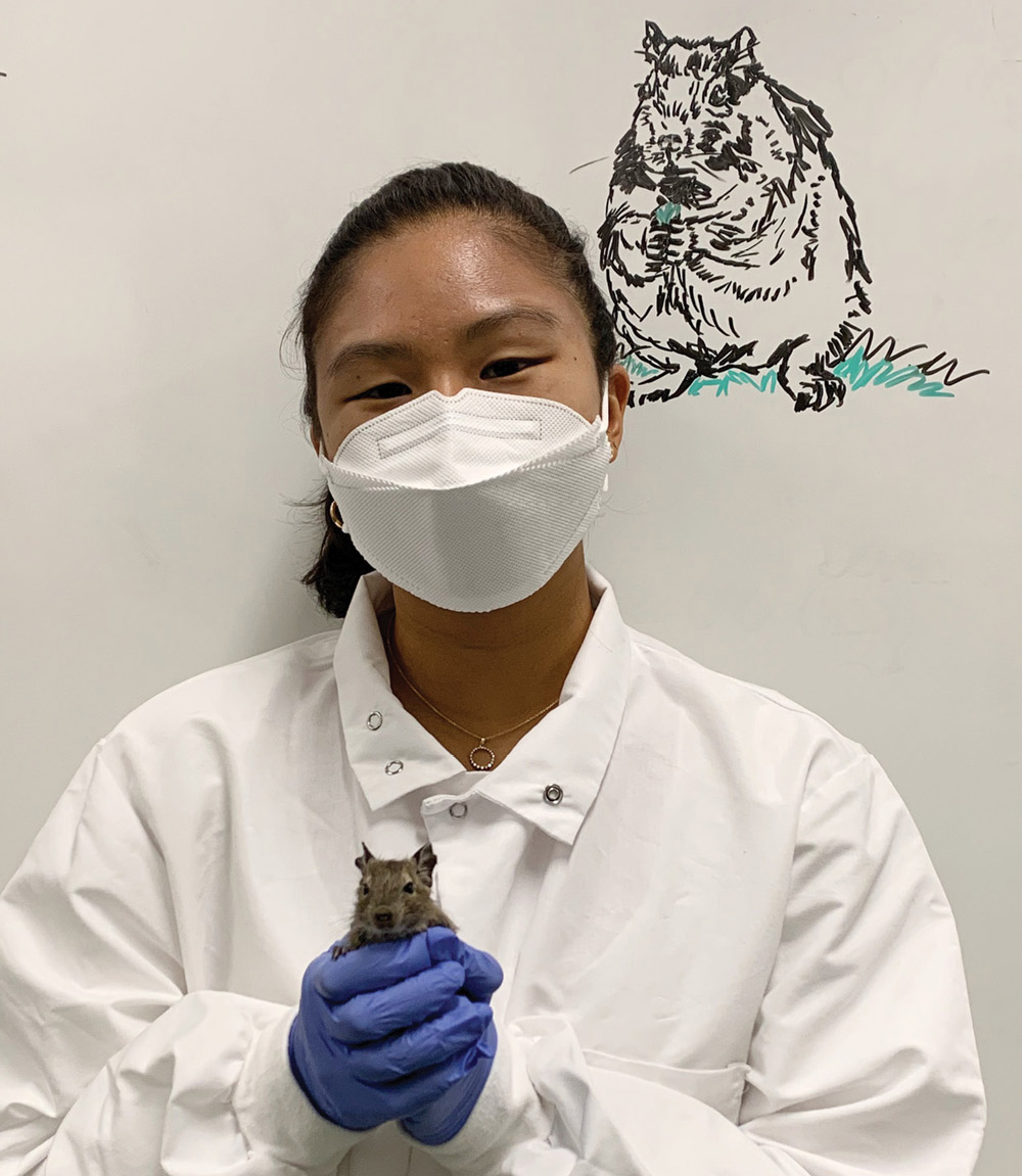 Daniela Kim in a white lab coat, white medical mask, and blue latex gloves while holding a degu pup