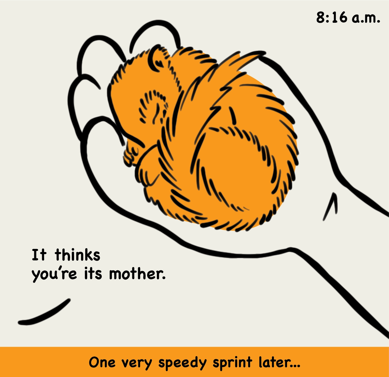 8:16 a.m.: illustration of a hand holding a baby squirrel