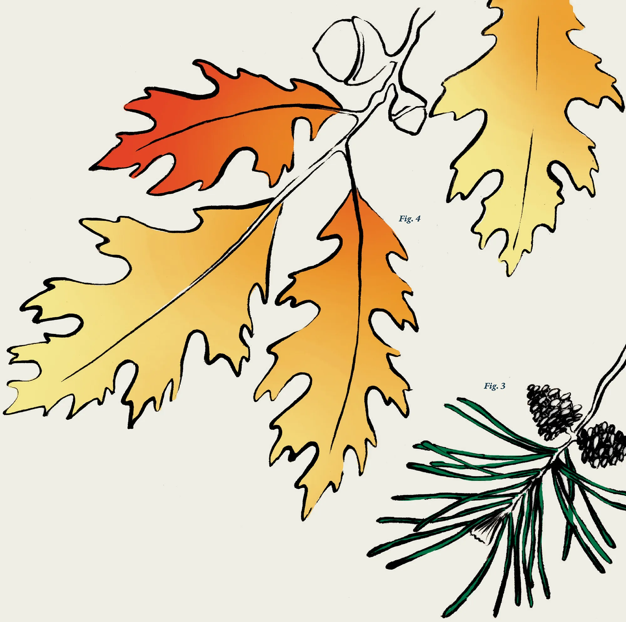 Fig. 3: a digital illustration of Red Pine, and Fig. 4: a digital illustration of Northern Red Oak