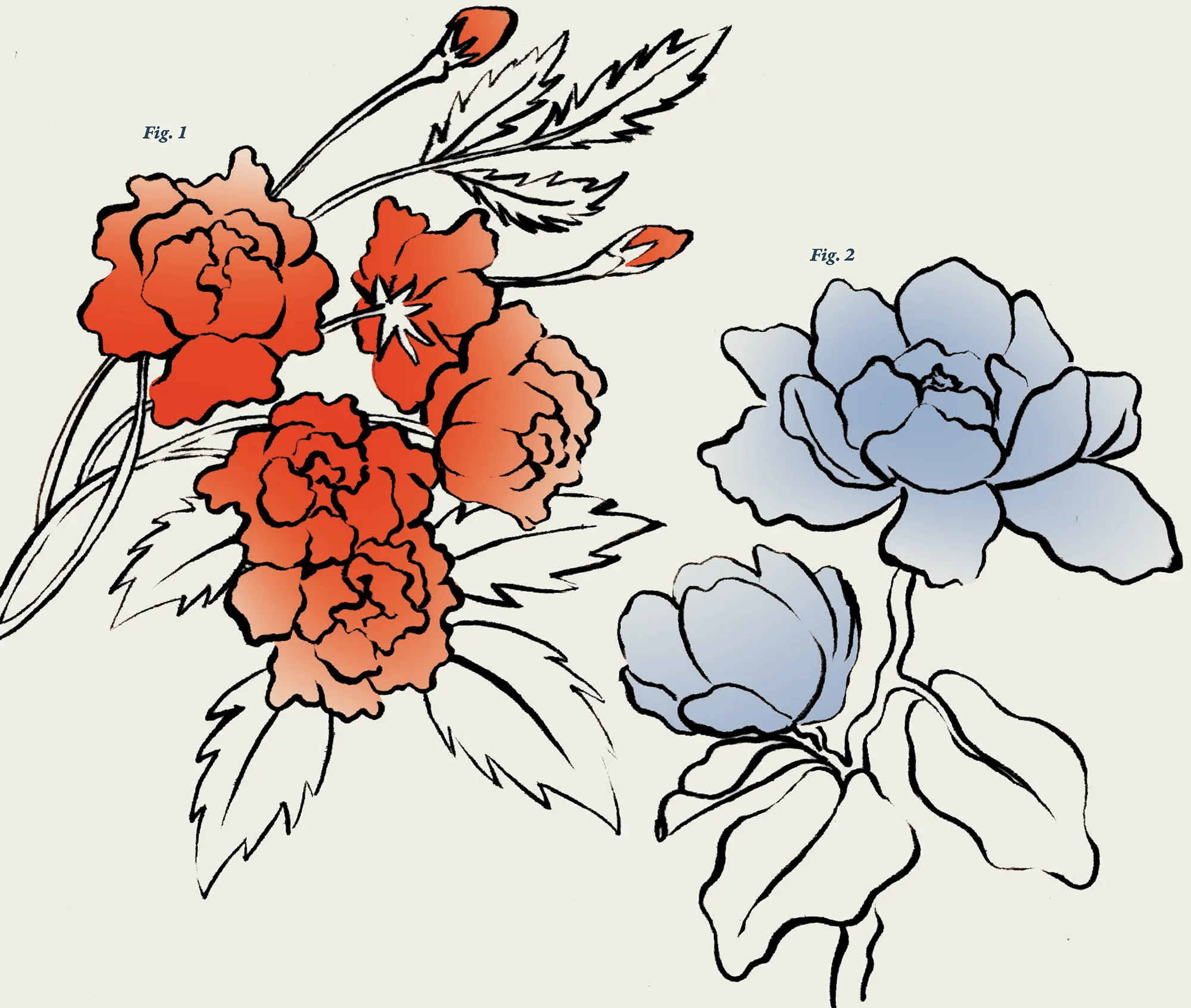 Fig. 1: a digital illustration of Lady Banks’ Roses, and Fig 2: a digital illustration of Sweetbay Magnolias