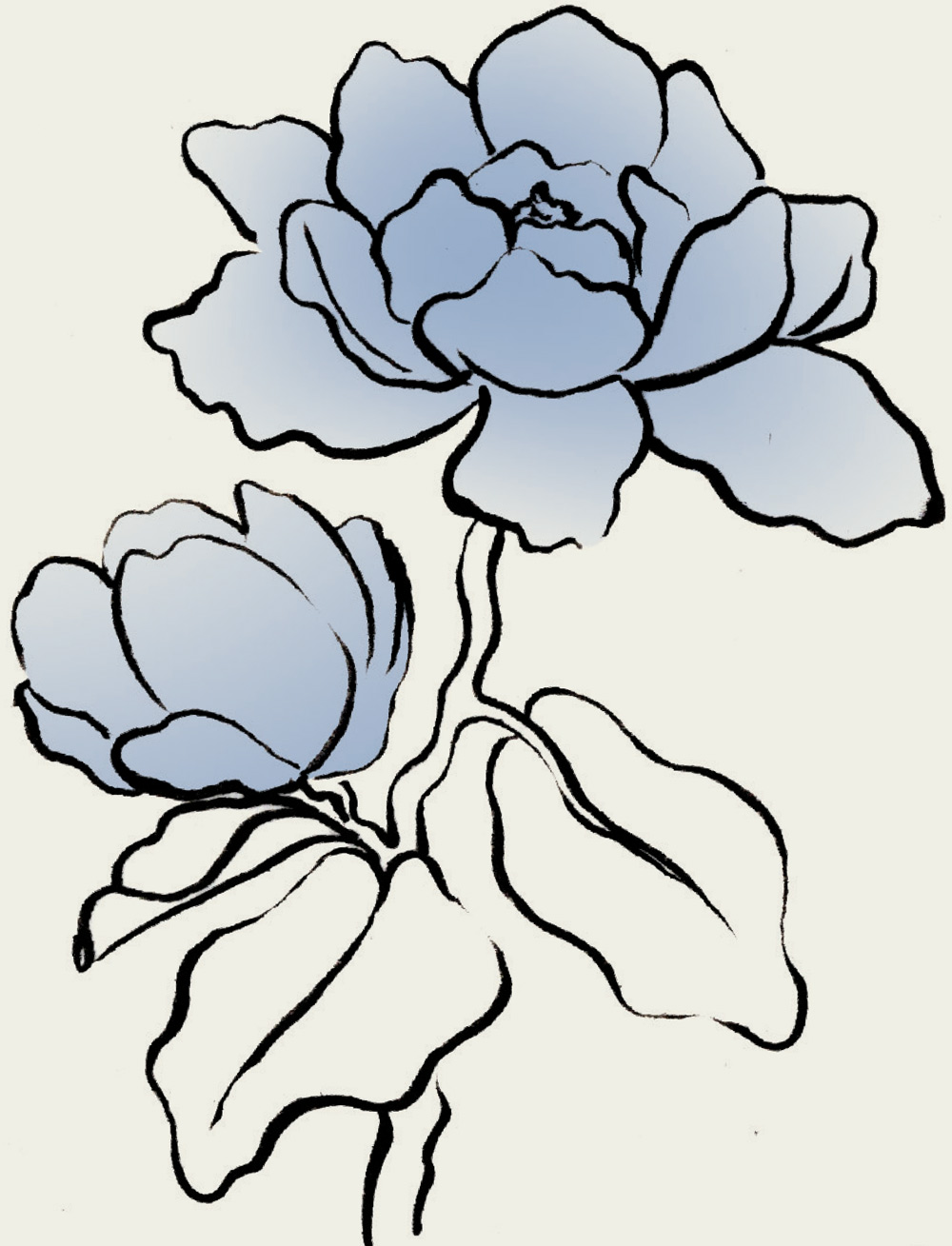 a digital illustration of Sweetbay Magnolias