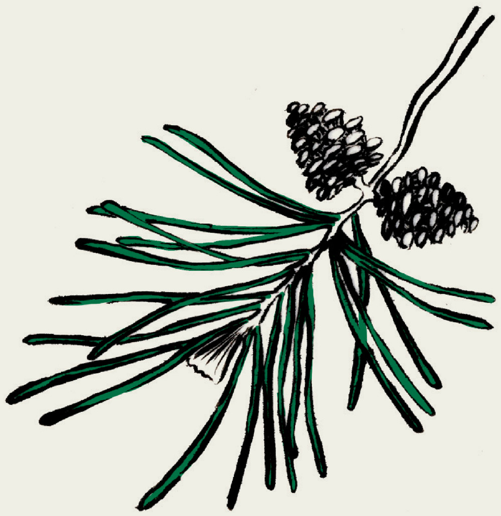 a digital illustration of Red Pine