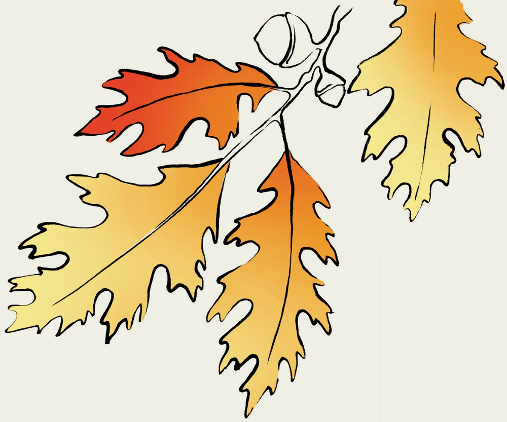 a digital illustration of Northern Red Oak