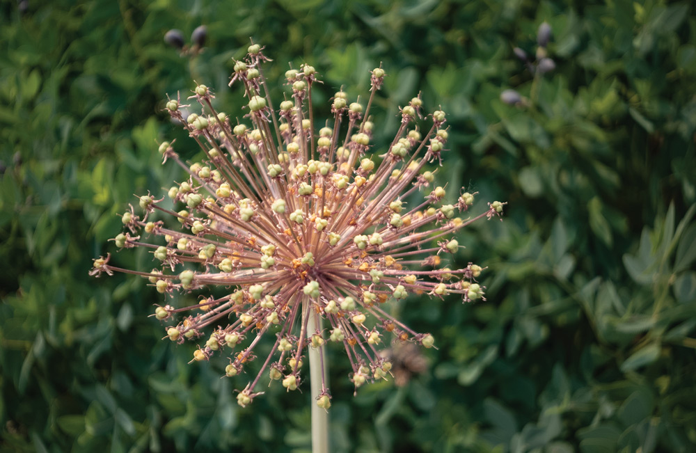 Close-up view of a spherical dried allium seed head standing out against a blurred green leafy background.