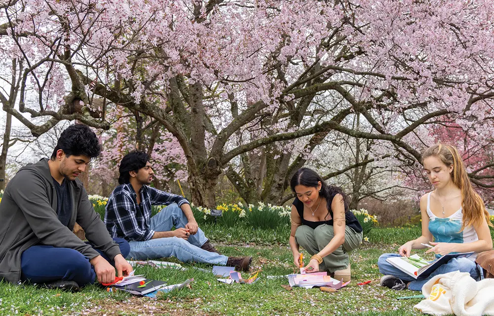 Four students sit on the lawn making art projects beneath blooming pink cherry blossom trees in the spring.